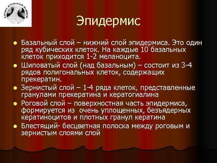 Эпидермис l l l Базальный слой – нижний слой эпидермиса. Это один ряд кубических