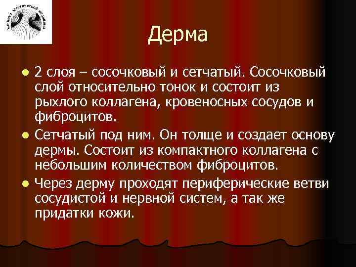 Дерма 2 слоя – сосочковый и сетчатый. Сосочковый слой относительно тонок и состоит из