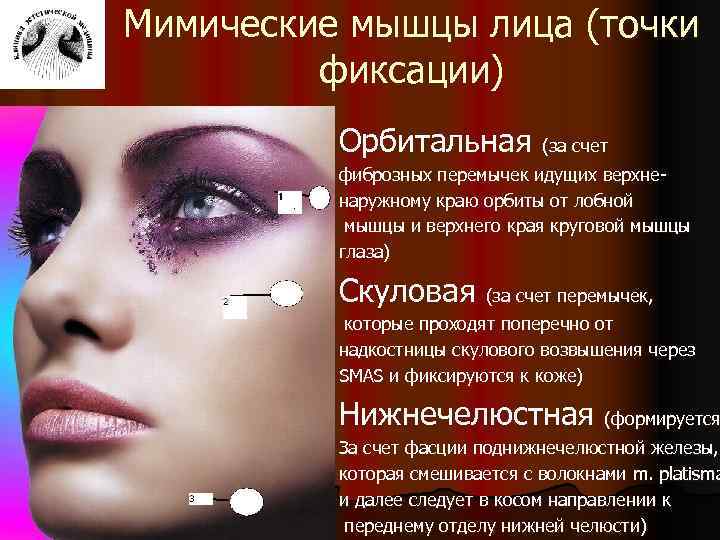 Мимические мышцы лица (точки фиксации) Орбитальная (за счет фиброзных перемычек идущих верхненаружному краю орбиты
