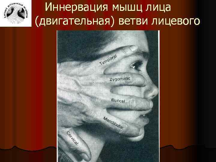 Иннервация мышц лица (двигательная) ветви лицевого нерва 
