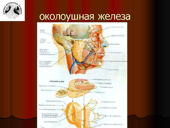 Околоушная железа является железой. Кровоснабжение околоушной слюнной железы. Занижнечелюстная Вена и околоушная железа. Околоушная железа кровоснабжение и иннервация. Кровоснабжение околоушной железы.