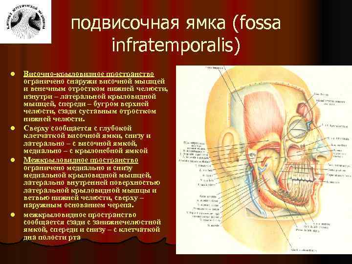 Височная ямка. Подвисочную ямку - Fossa infratemporalis. Подвисочная анатомия. Границы и содержимое подвисочной ямки. Подвисочная ямка клетчаточное пространство.