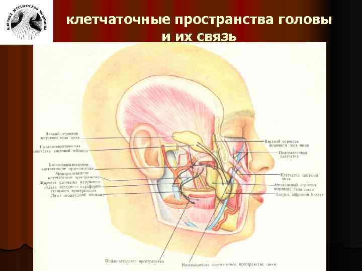 Клетчаточные пространства головы картинка