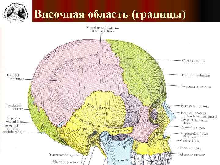 Височная область рисунок