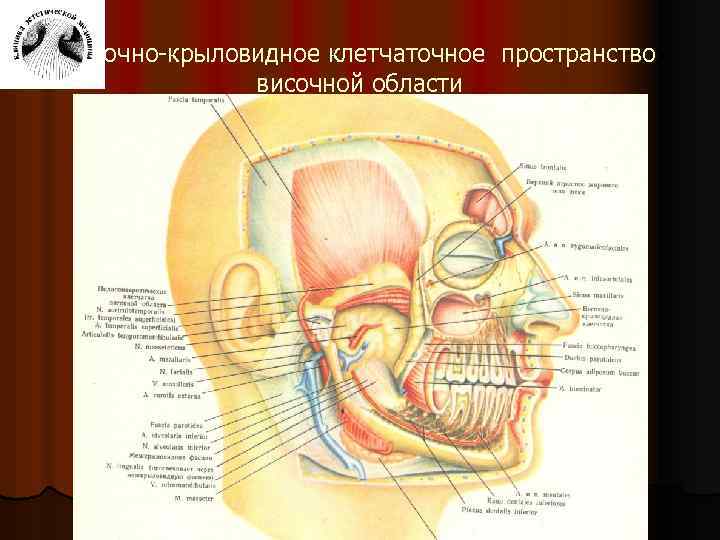 Височно-крыловидное клетчаточное пространство височной области 
