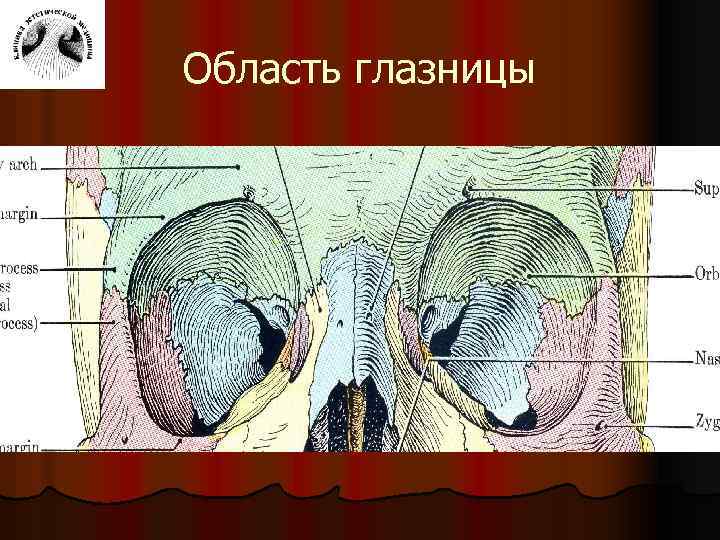 Область глазницы 