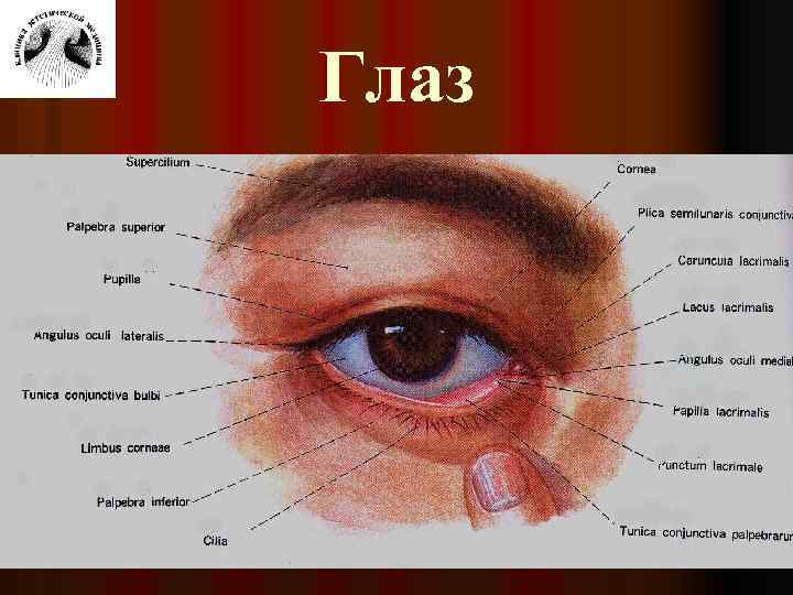 Глаз 