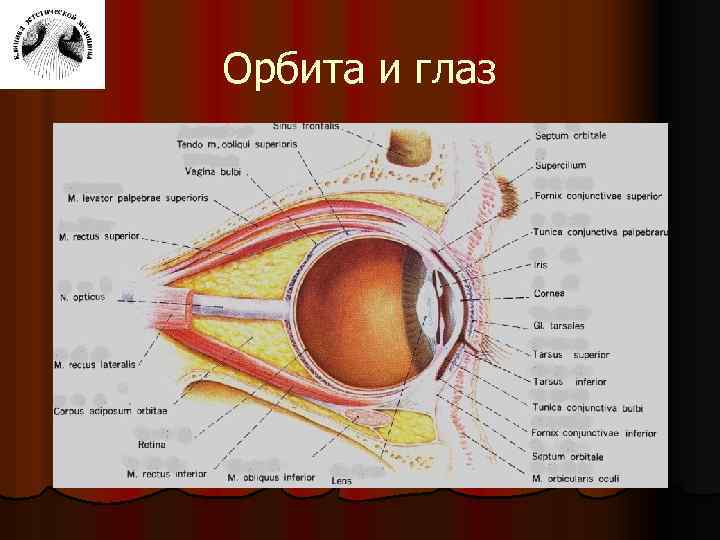 Орбита и глаз 