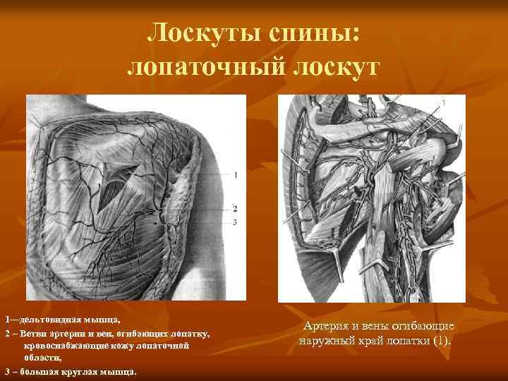 Лоскуты спины: лопаточный лоскут 1—дельтовидная мышца, 2 – Ветви артерии и вен, огибающих лопатку,