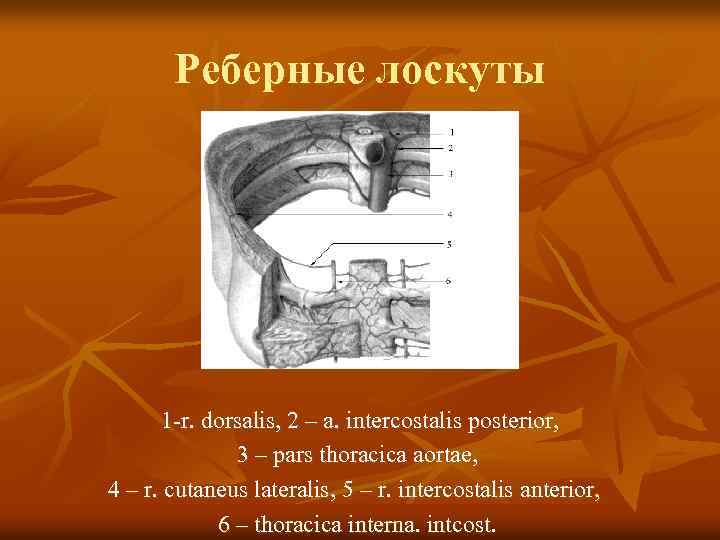 Реберные лоскуты 1 -r. dorsalis, 2 – a. intercostalis posterior, 3 – pars thoracica