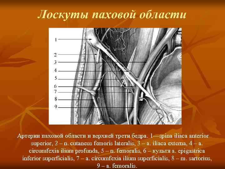 Лоскуты паховой области Артерии паховой области и верхней трети бедра. 1—spina iliaca anterior superior,