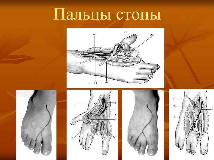 Пальцы стопы 