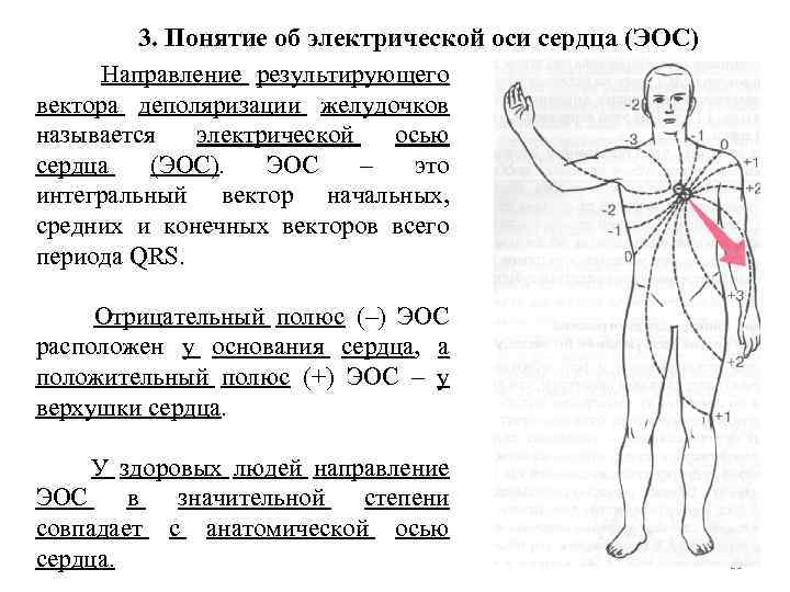 3. Понятие об электрической оси сердца (ЭОС) Направление результирующего вектора деполяризации желудочков называется электрической