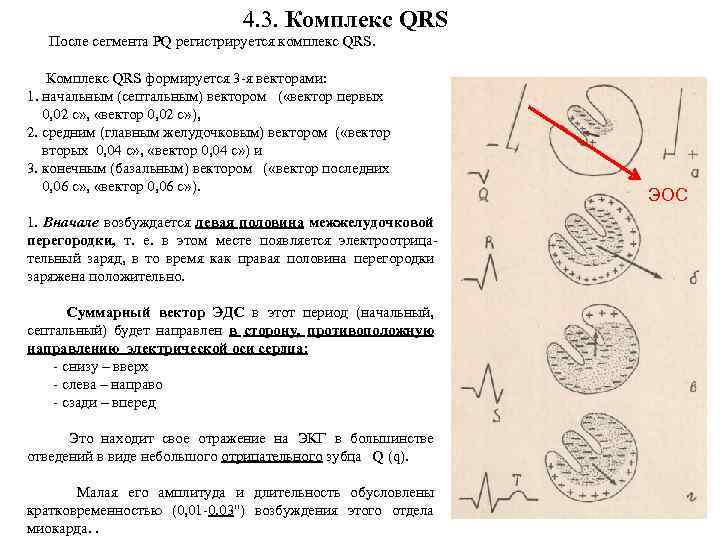 4. 3. Комплекс QRS После сегмента PQ регистрируется комплекс QRS. Комплекс QRS формируется 3