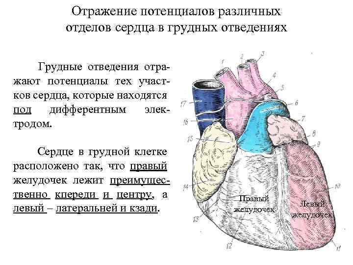 Отражение потенциалов различных отделов сердца в грудных отведениях Грудные отведения отра жают потенциалы тех