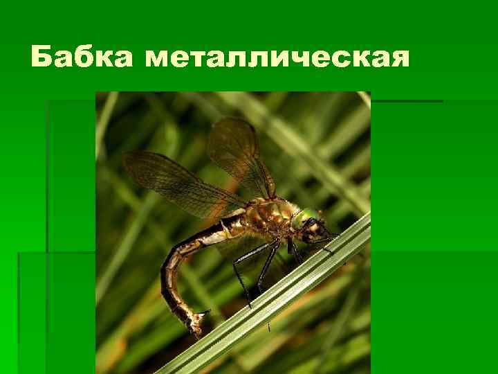 Бабка металлическая 