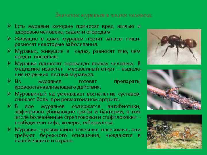 Значение муравьев в жизни человека: Ø Есть муравьи которые приносят вред жилью и здоровью
