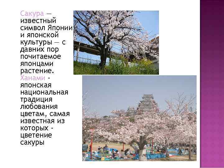 Сакура — известный символ Японии и японской культуры — с давних пор почитаемое японцами