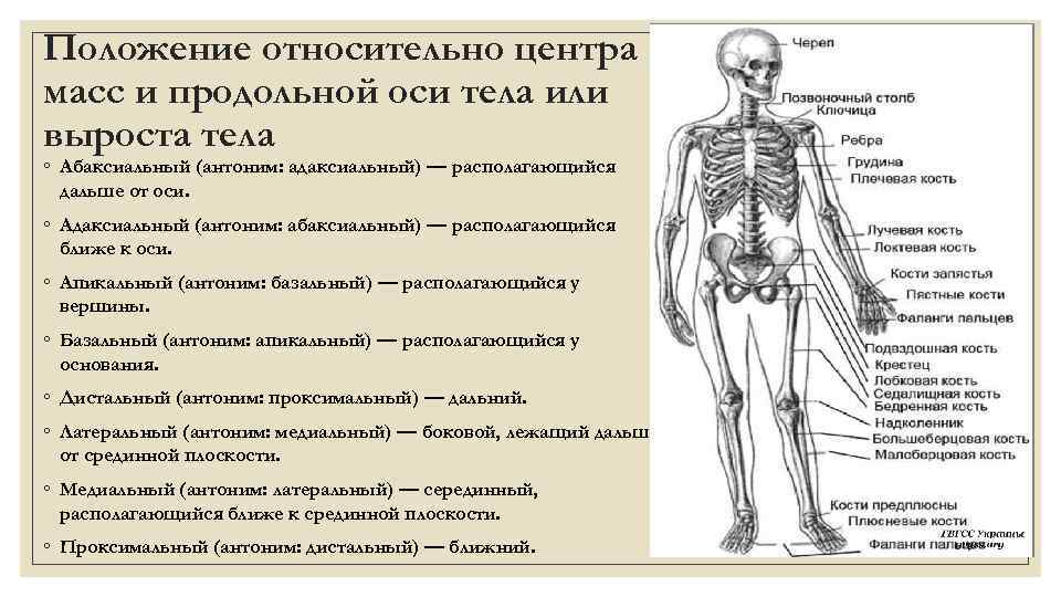 Положение частей тела. Анатомическая терминология проксимальный. Медиальный анатомический термин. Направления применяемые в анатомии.