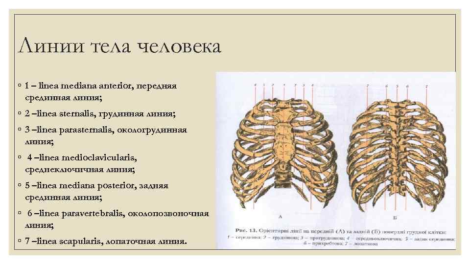 Линии тела человека ◦ 1 – linea mediana anterior, передняя срединная линия; ◦ 2