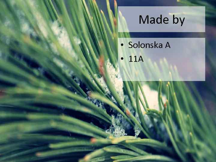 Made by • Solonska A • 11 A 