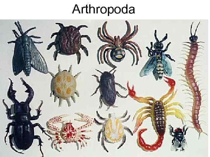 Arthropoda 