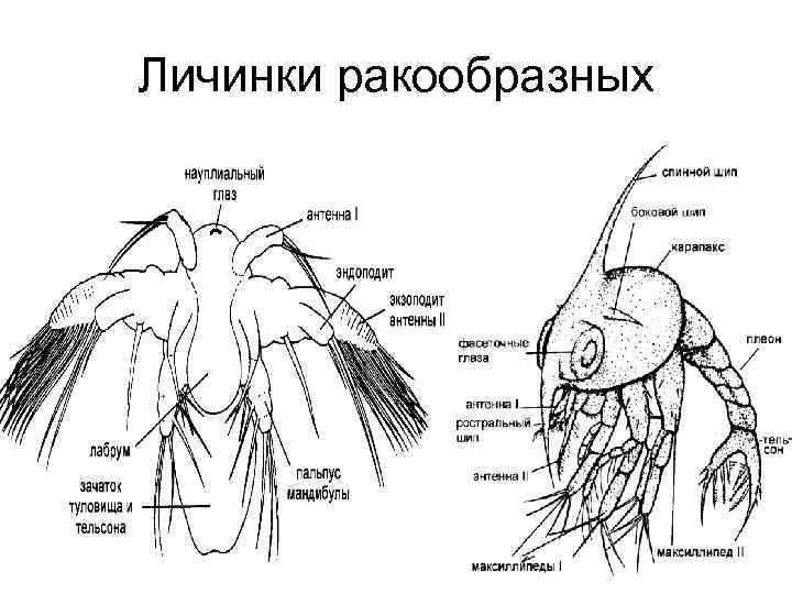 Личинка членистоногих. Личинка науплиус. Строение науплиуса ракообразных. Личинка зоеа. Личинки ракообразных.