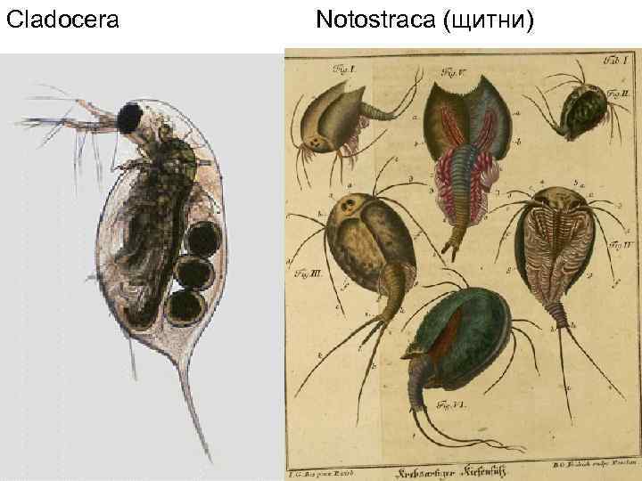 Cladocera Notostraca (щитни) 