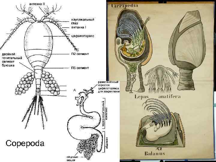 Copepoda 