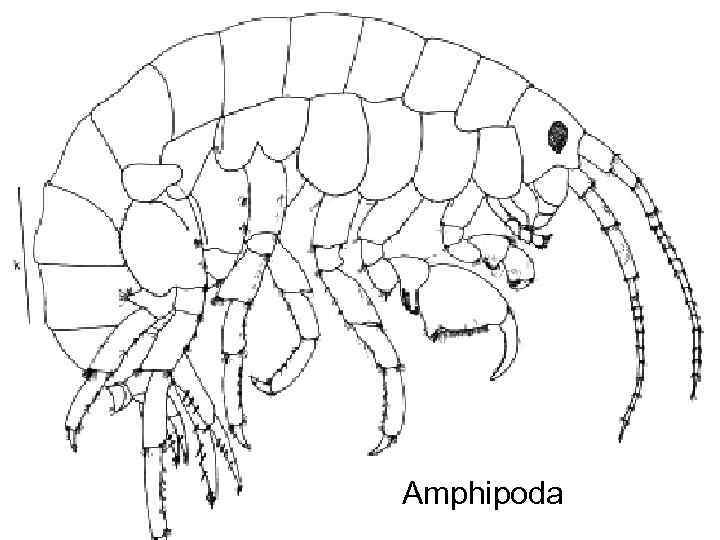 Amphipoda 