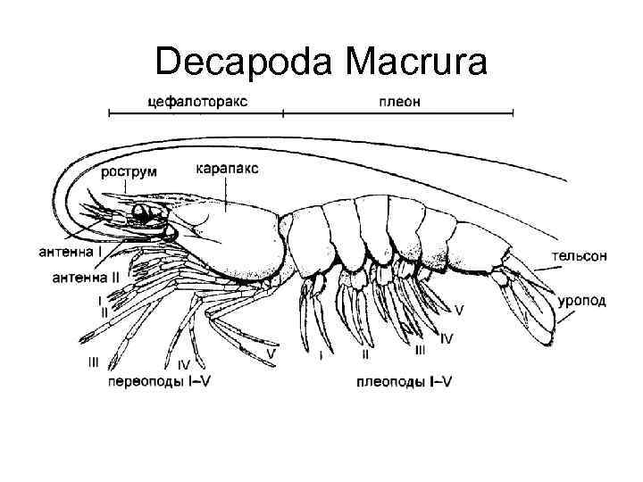 Decapoda Macrura 