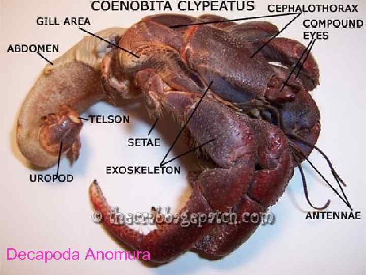 Decapoda Anomura 