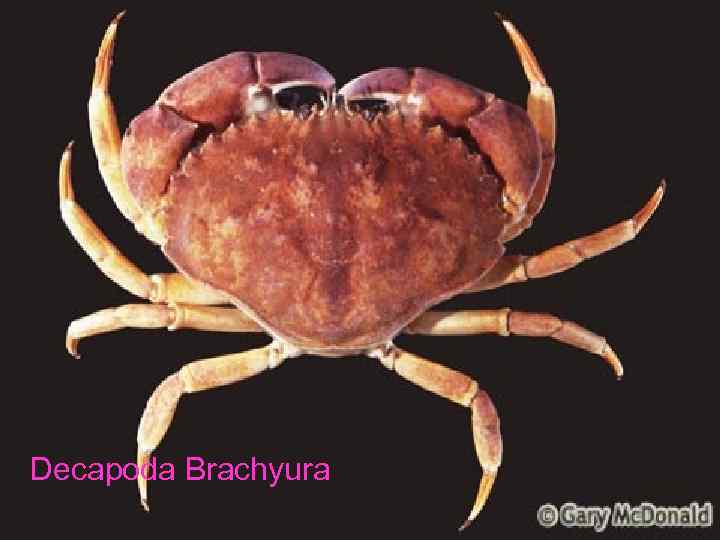 Decapoda Brachyura 