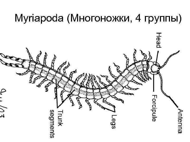 Myriapoda (Многоножки, 4 группы) 