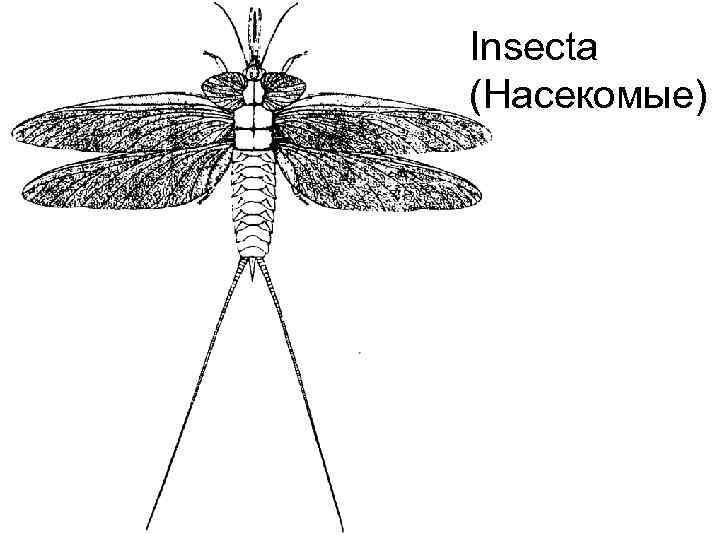 Insecta (Насекомые) 