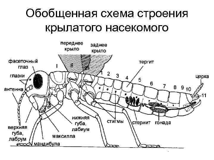 Схема строения f