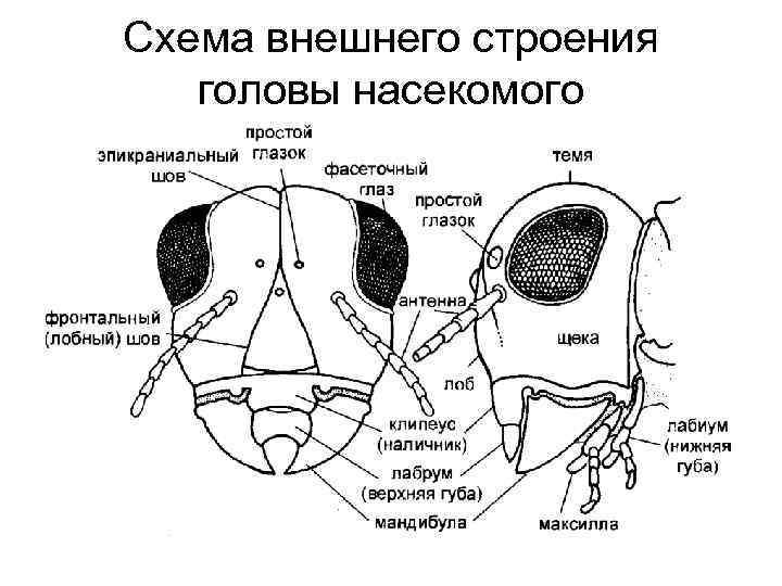 Схема внешнего строения головы насекомого 