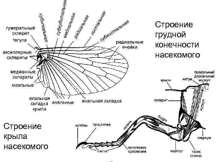 Членистоногие насекомые строение