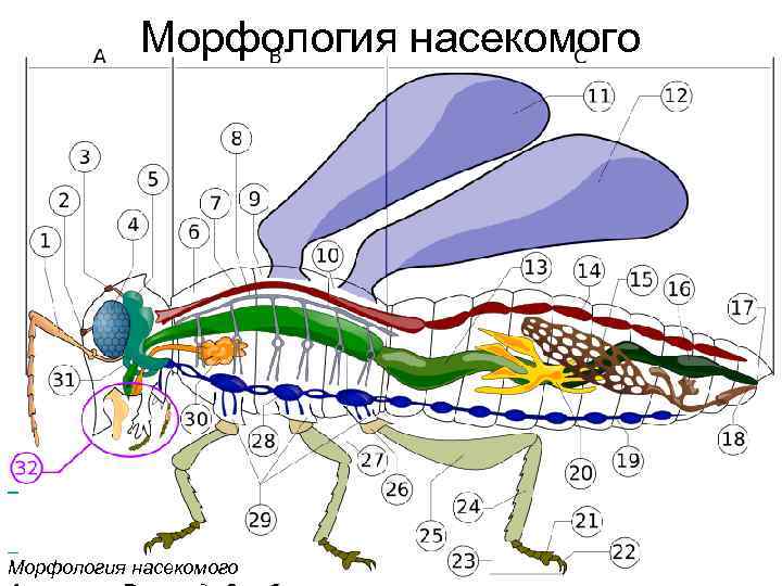 Морфология насекомого Морфология насекомого 