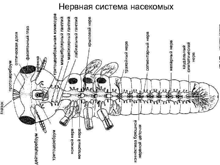 Нервная система насекомых 