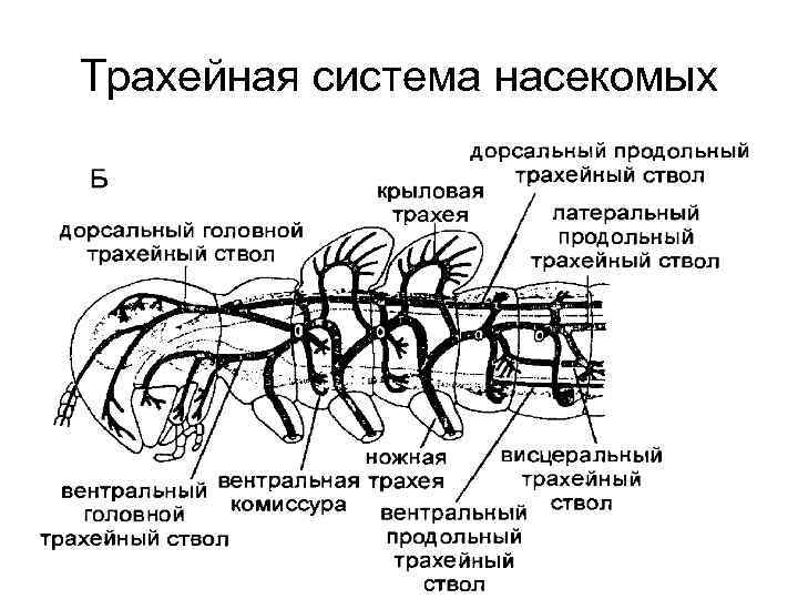 Органы дыхания членистоногих