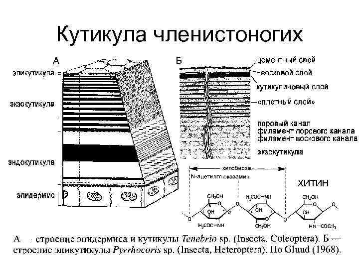 Покров тела членистоногих. Строение кутикулы членистоногих. Кутикула артропод строение. Состав кутикулы членистоногих. Строение хитинового Покрова.