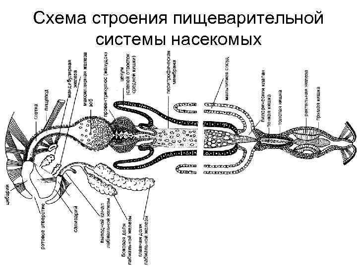 Пищеварительная система насекомых рисунок - 96 фото