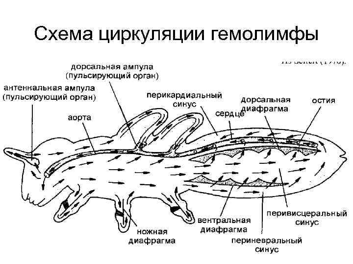 Схема циркуляции гемолимфы 