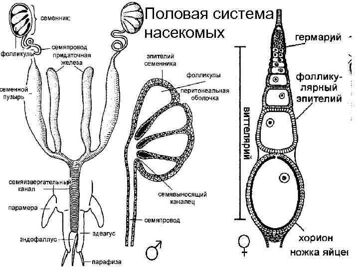 Половая система насекомых 