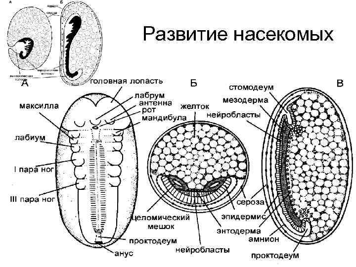 Развитие насекомых 