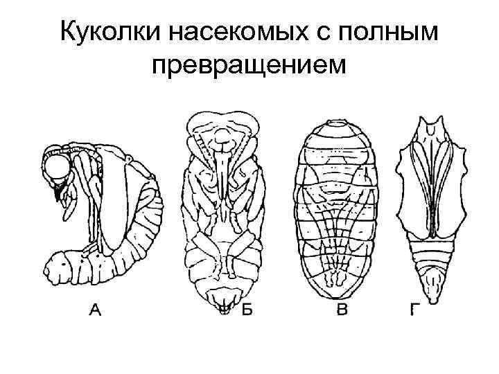 Куколки насекомых с полным превращением 