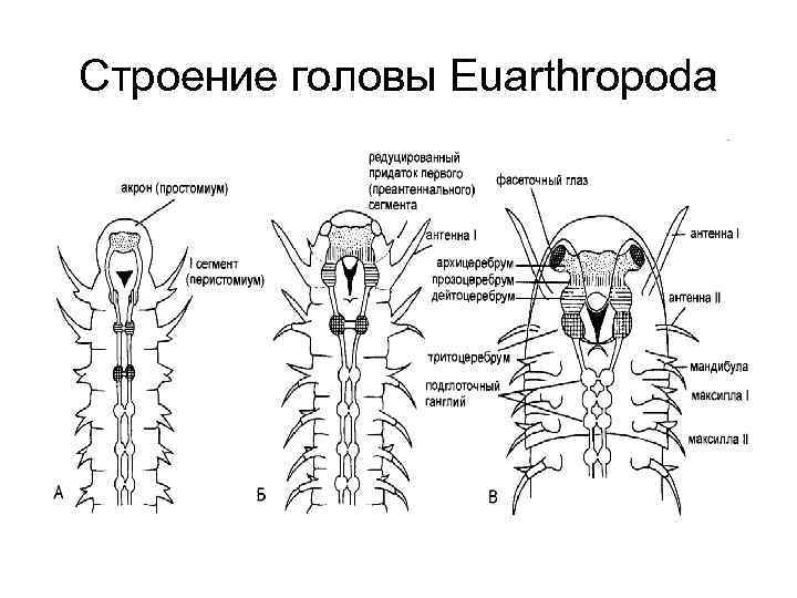 Строение головы Euarthropoda 