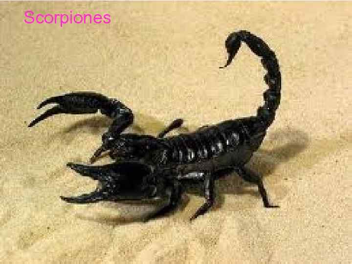 Scorpiones 