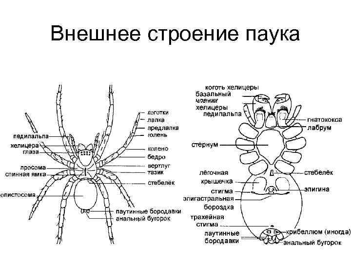 Строение паука рисунок